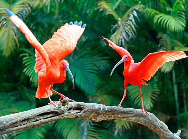 Ibis rouge